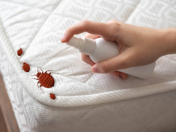 Best Bed Bug Extermination  in Hewlett, NY